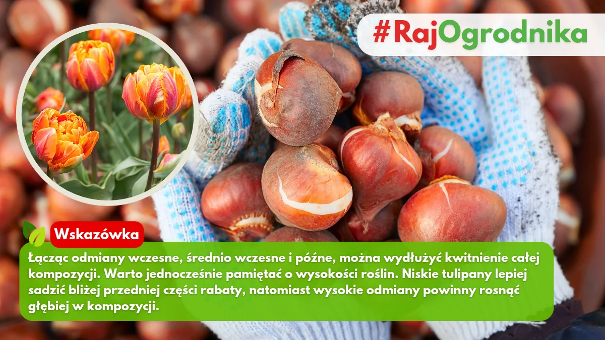 Jak przedłużyć kwitnienie tulipanów w ogrodzie blog sklep rajogrodnika